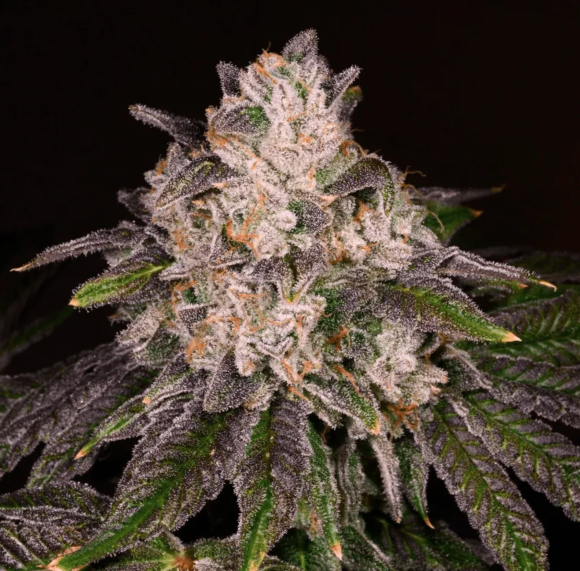 Strawnana