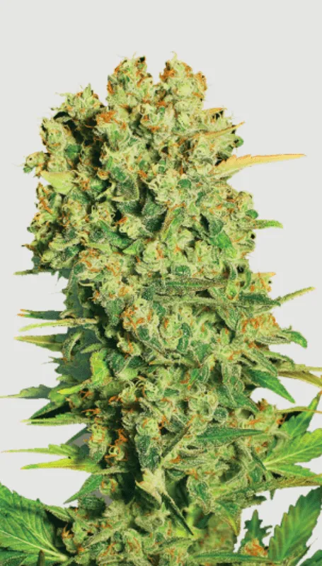 Super Chronic