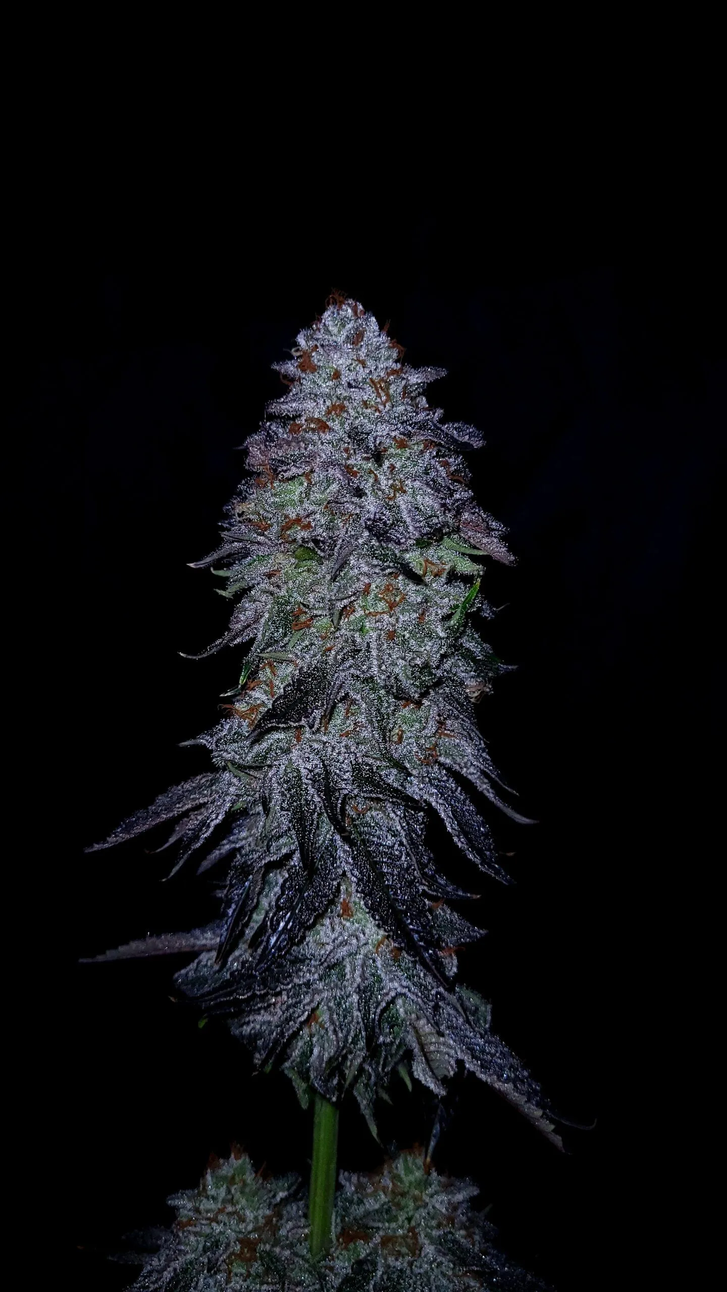 Triple Cherry