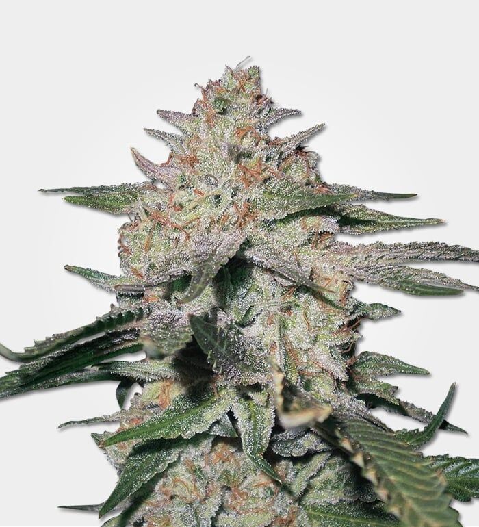 northen-lights-#5-cannabis-strain