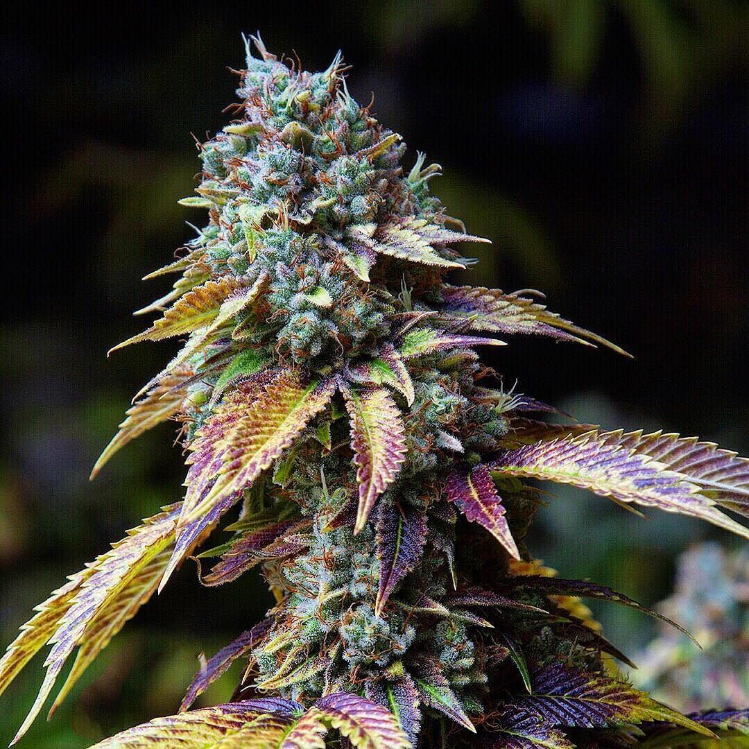 LA Confidential