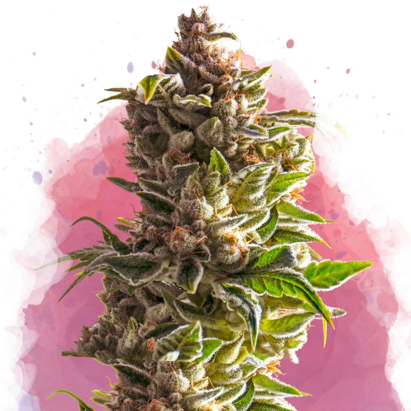 Aurora Indica
