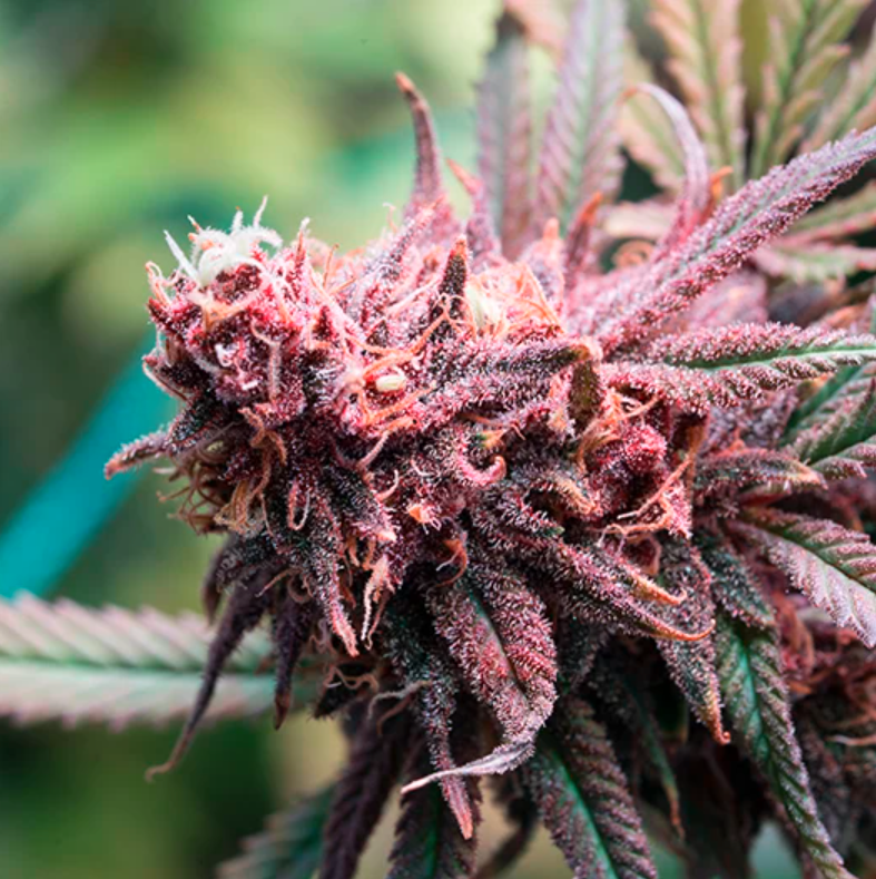 Purple Chemdawg