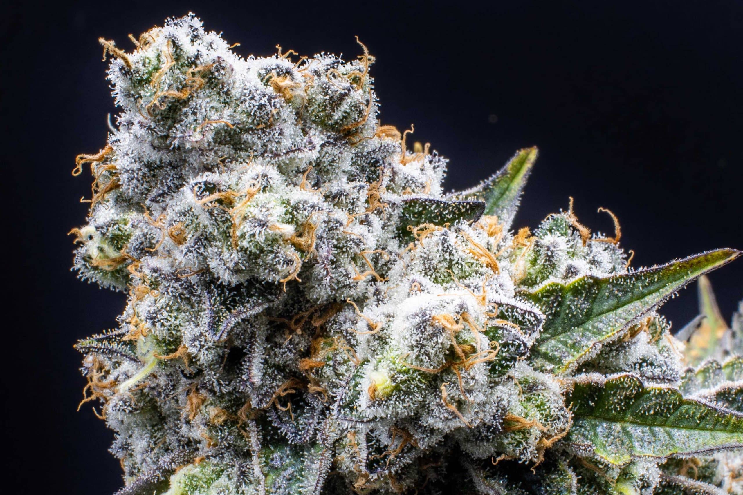 Grapes & Cream