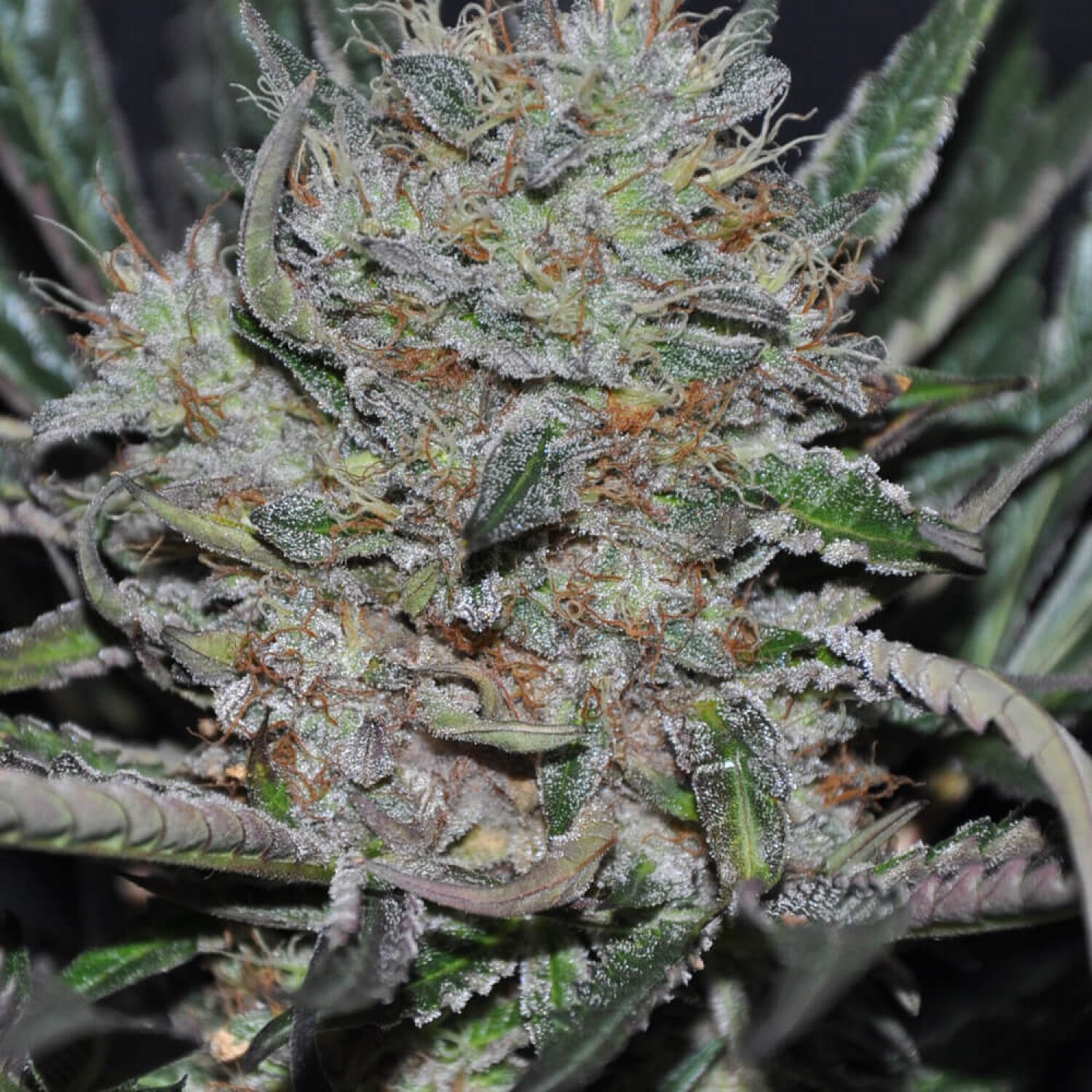 Sour Cookies