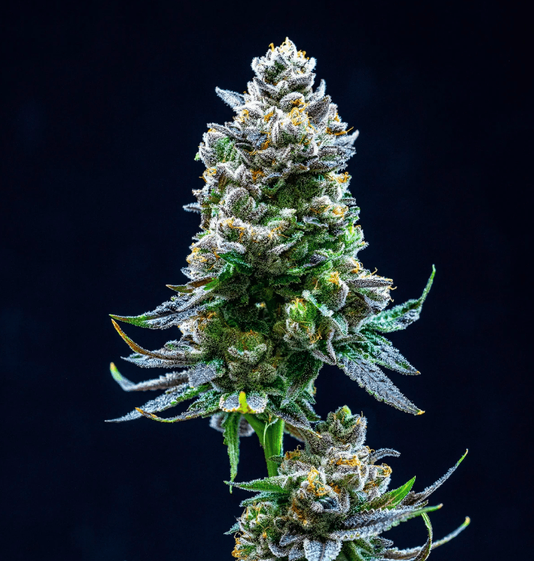 Thin Mint Cookies