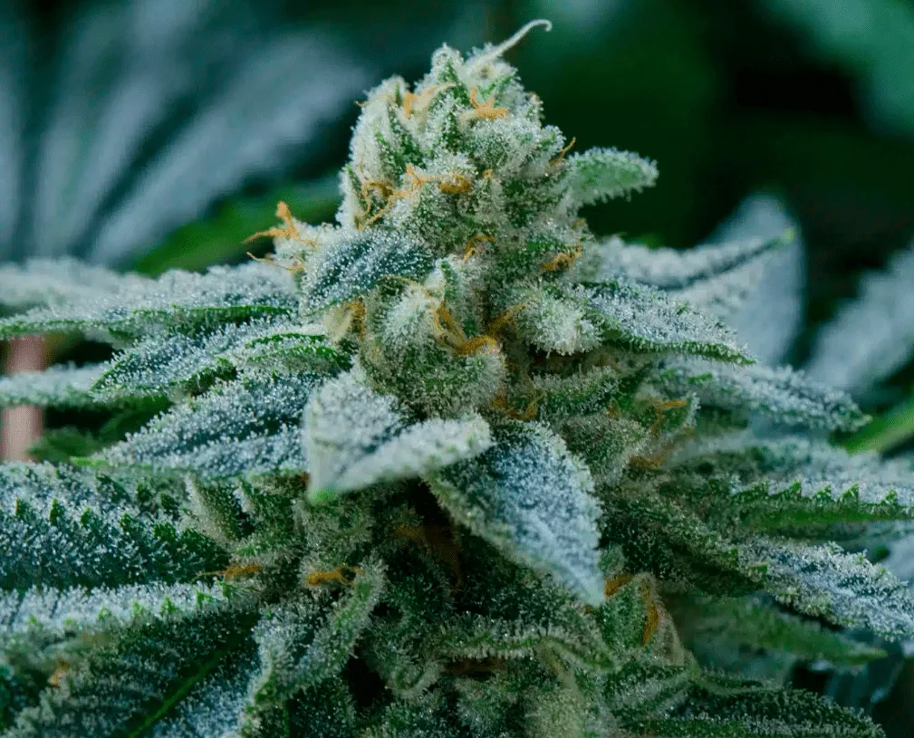Key Lime Pie