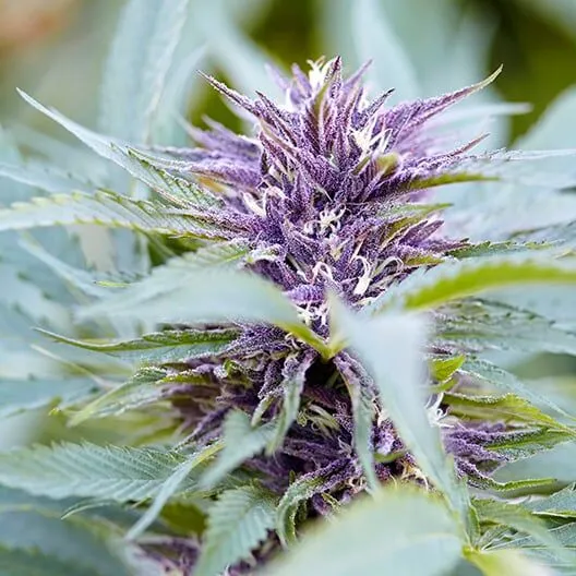Purple OG