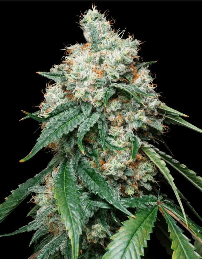 Wedding Pie