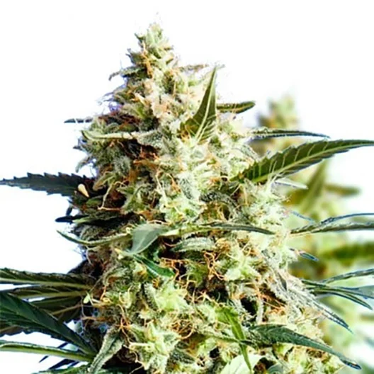 Candy Cane OG