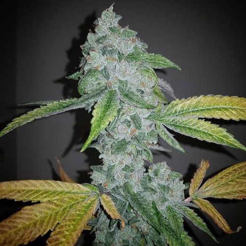 El Chapo OG