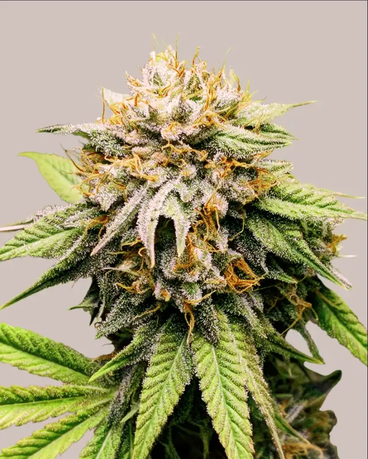 Mango Kush