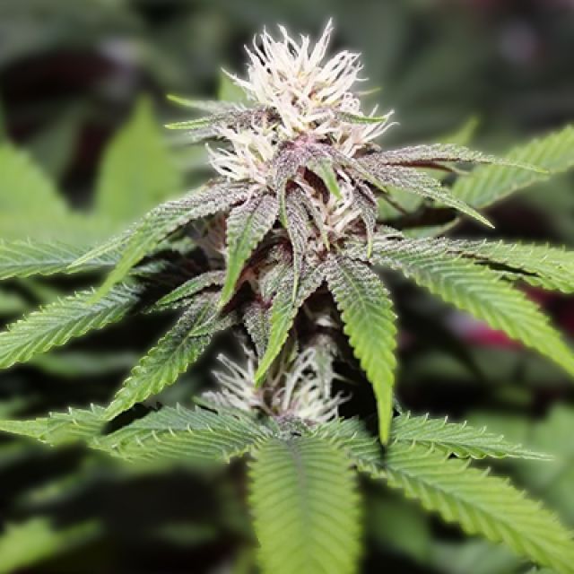 Forbidden Zkittlez