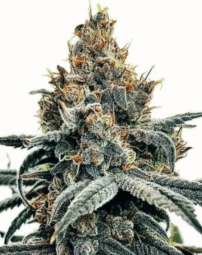 Sundae Driver