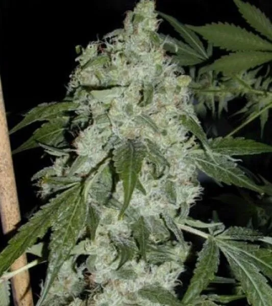 Superglue