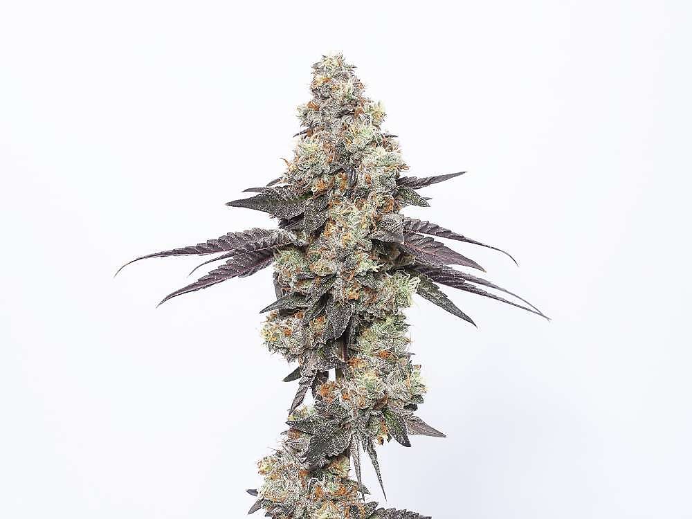 Charlie Girl #9
