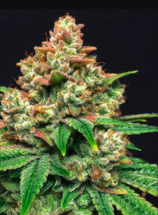 Grease Monkey
