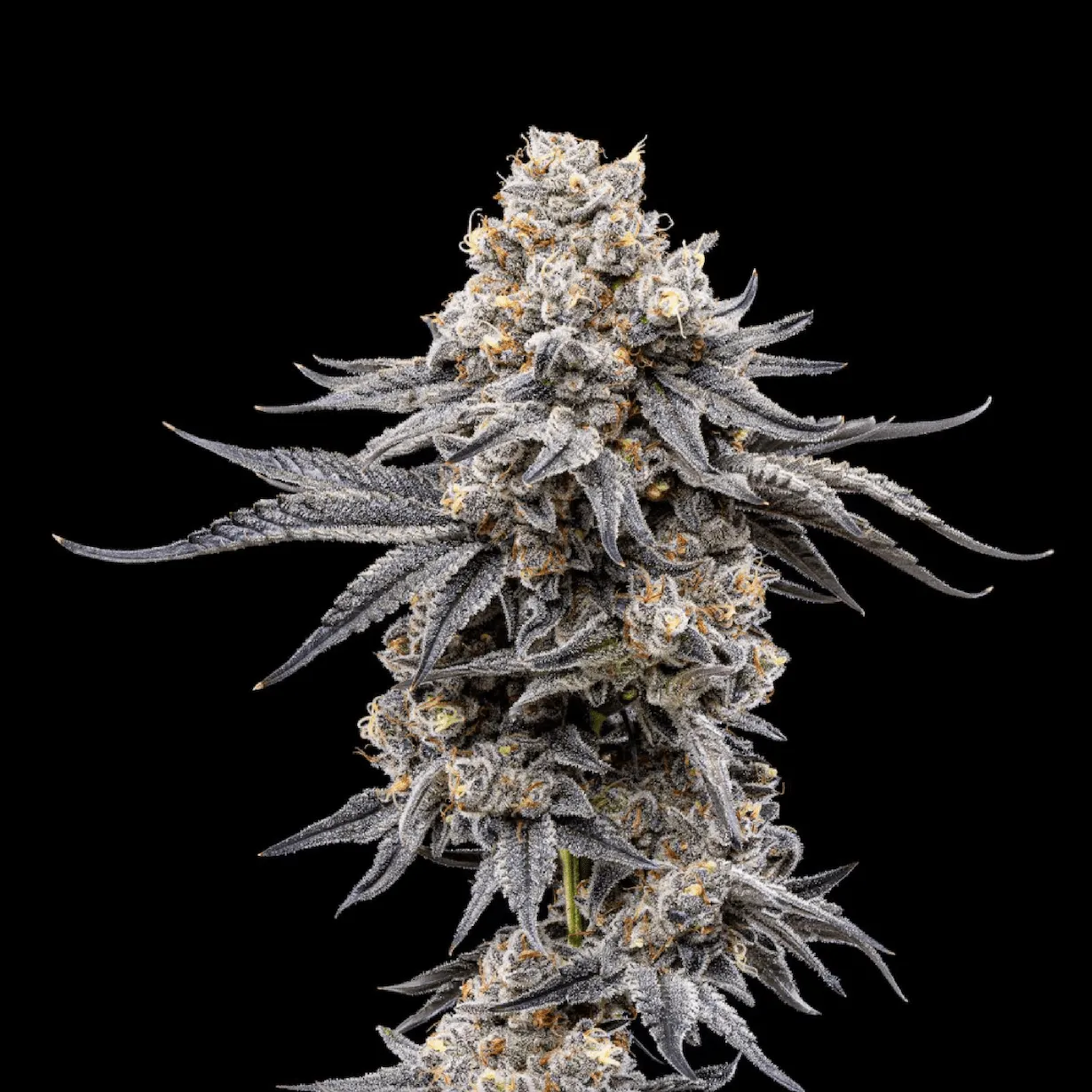 Kryptochronic