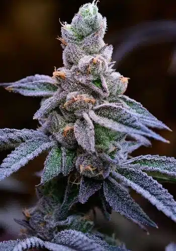 Mimosa