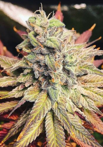 Sour Diesel