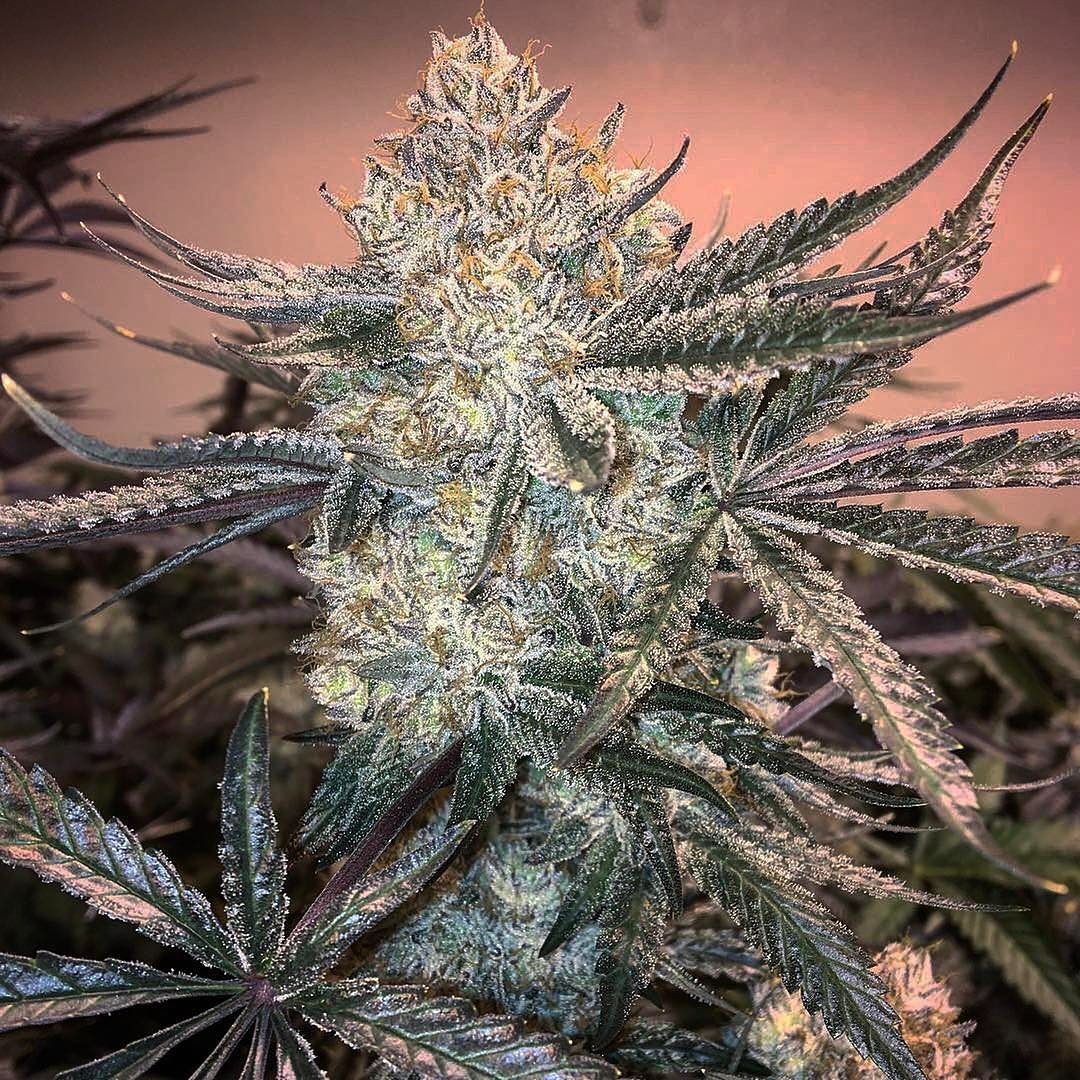 Zookies