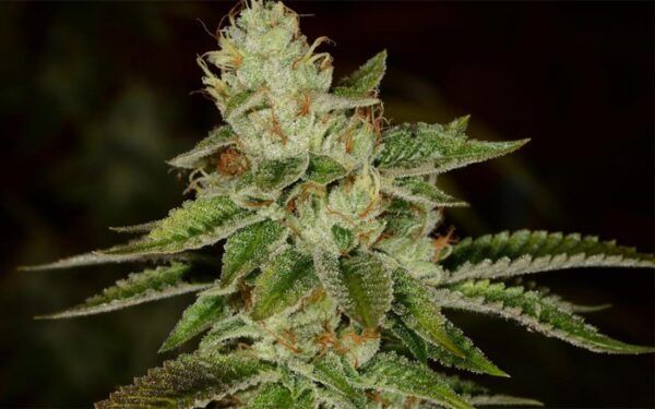 Fire OG