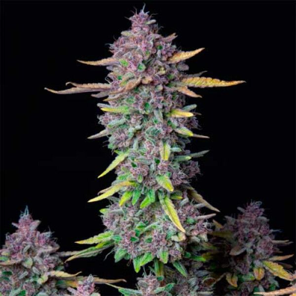 Purple Punch