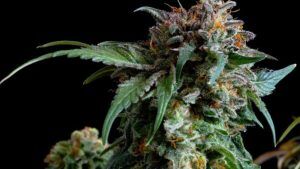 London-Pound-Cake