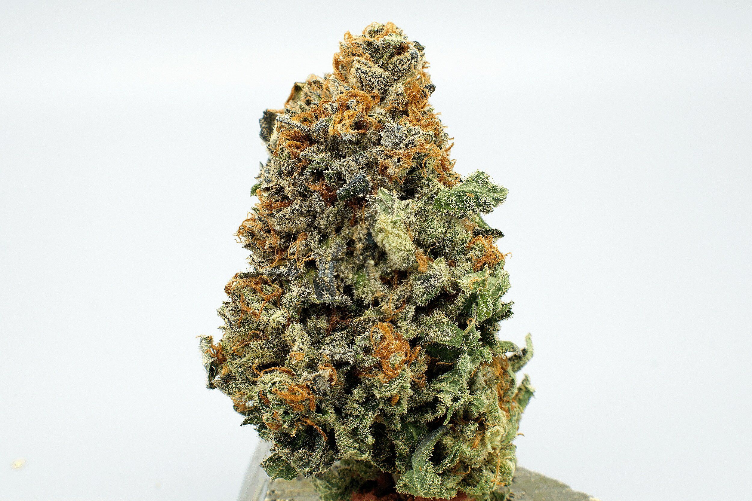 Sour Apple