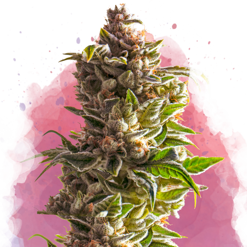 Aurora Indica
