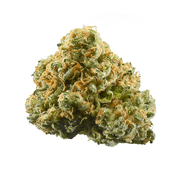 Maple Leaf