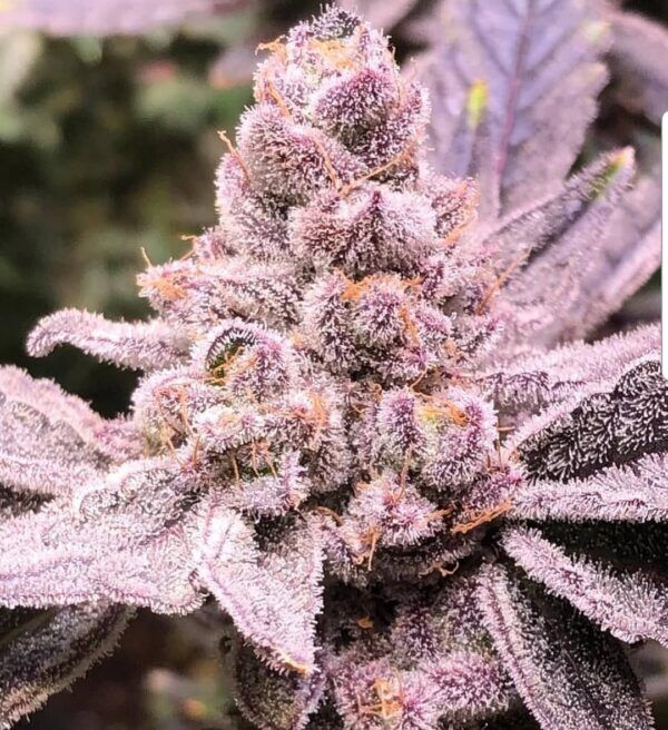 Purple-Sunset