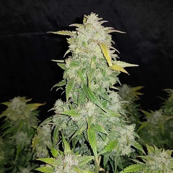White Amnesia