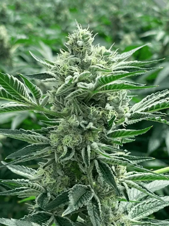 Kush Mints 11