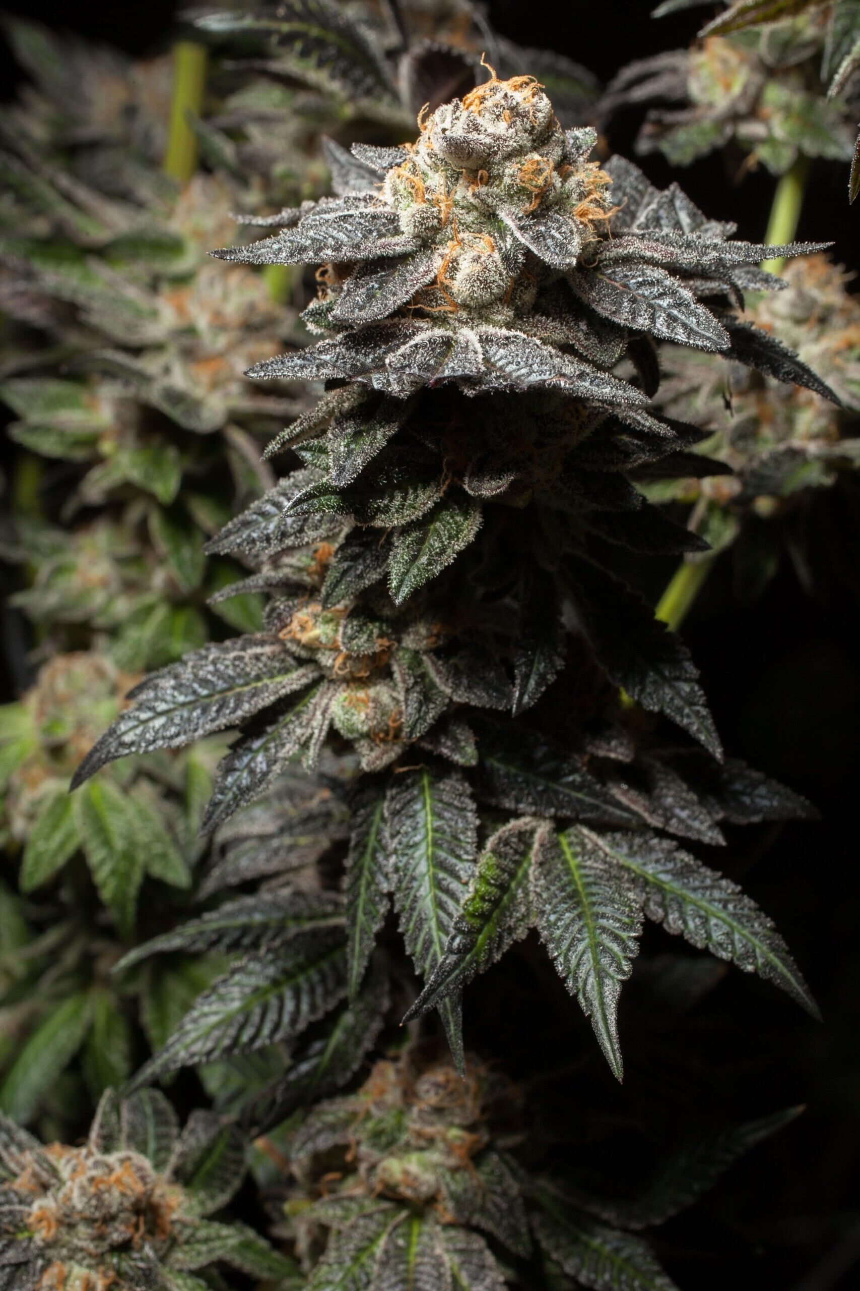 Monster Cookies