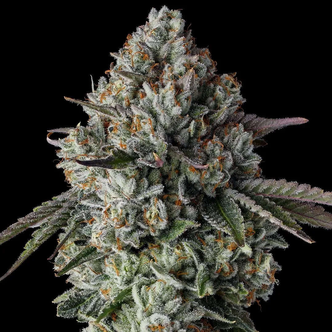 Raw Genetics