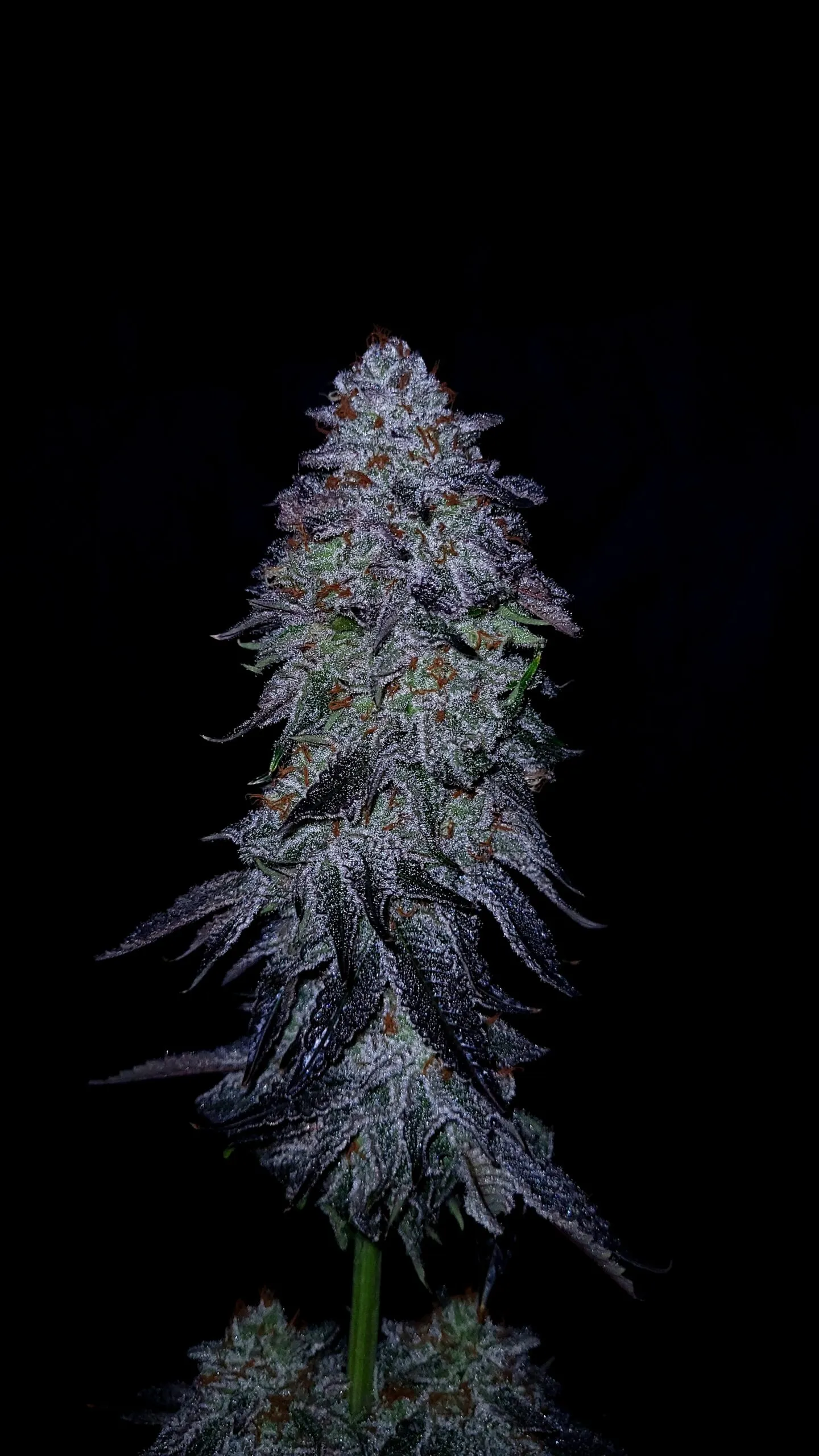 Triple Cherry
