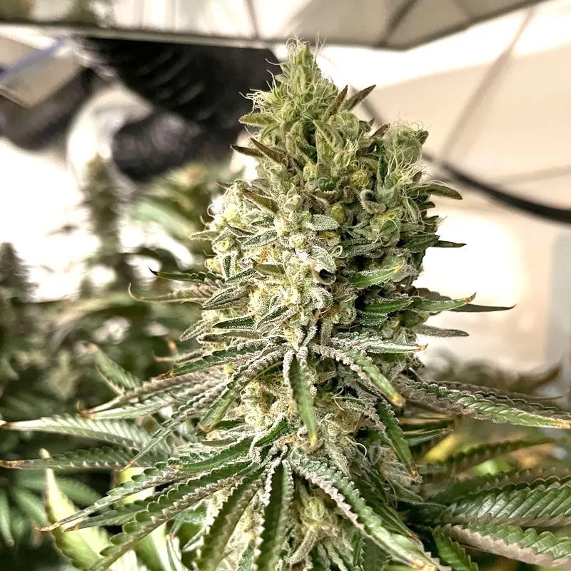 East Coast Sour Diesel