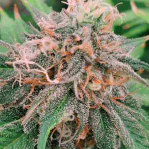 Ghost OG