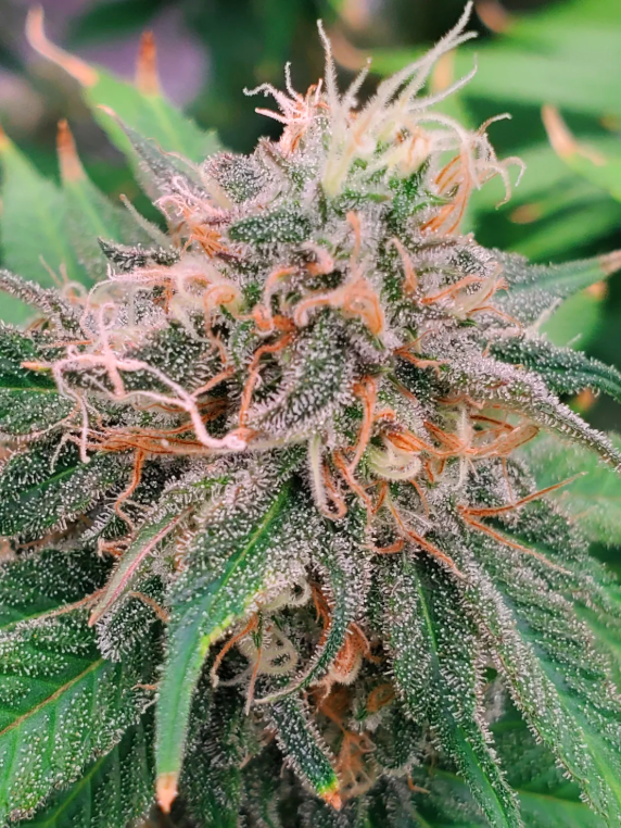 Ghost OG