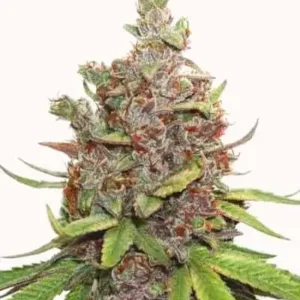 Glueberry OG