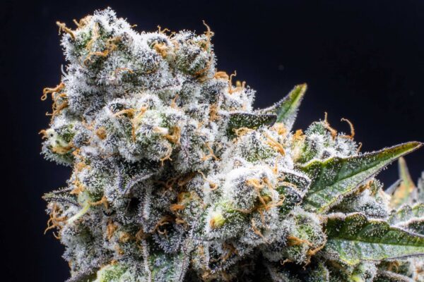Grapes & Cream