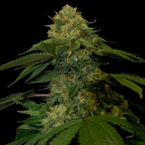 Holy Grail