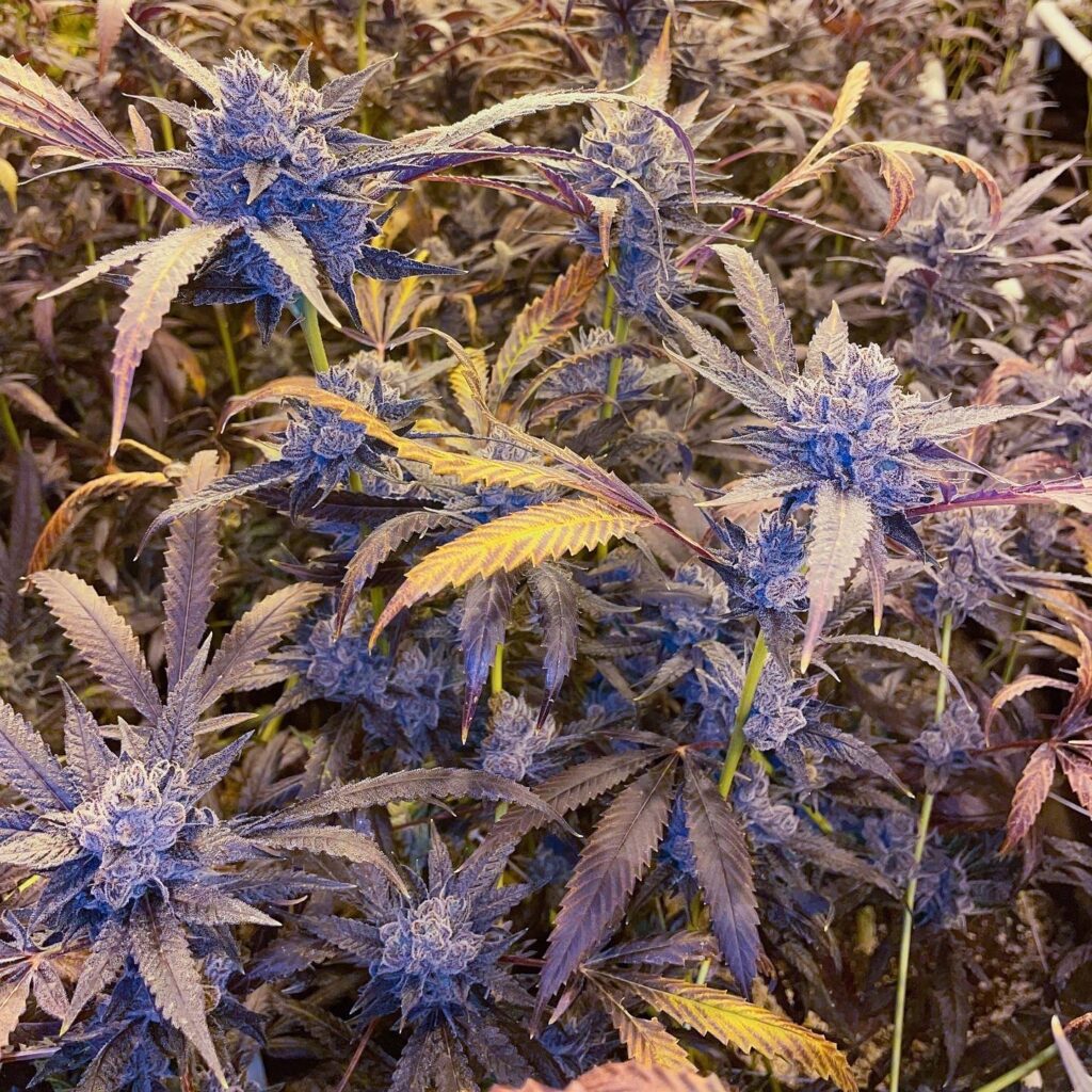 Lemon Og