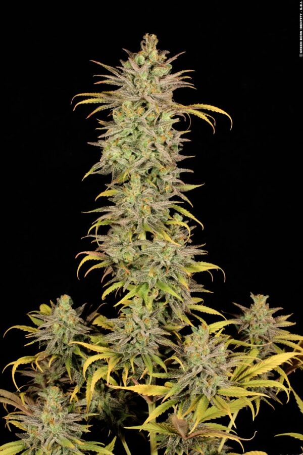 Lemon Skunk