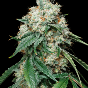 Wedding Pie