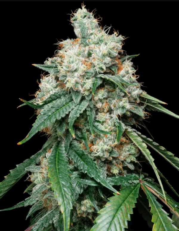Wedding Pie