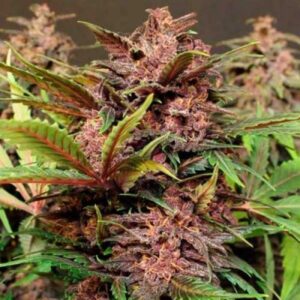 Black Haze