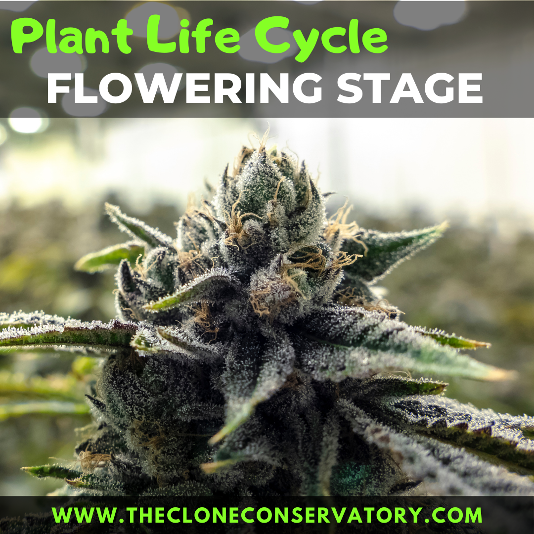 Pest in Cannabis Plants and How to Prevent Them - The Clone Conservatory