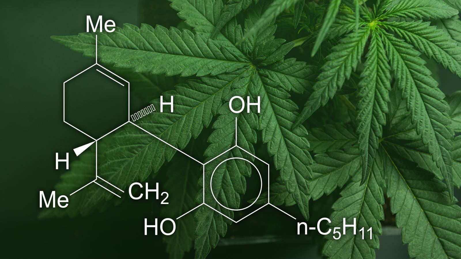 Cannabi diol